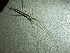 Sipyloidea larryi