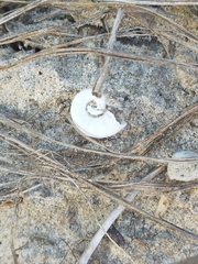 Spirula spirula