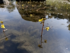 Utricularia gibba
