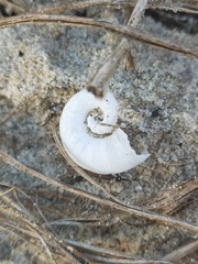 Spirula spirula