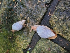 Lissachatina immaculata