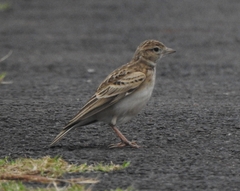 Calandrella dukhunensis
