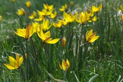 Tulipa sylvestris australis