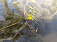 Utricularia gibba