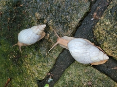 Lissachatina immaculata