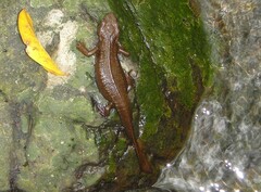 Paramesotriton hongkongensis
