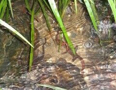 Paramesotriton hongkongensis