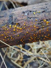 Dacrymyces deliquescens