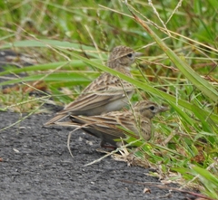 Calandrella dukhunensis
