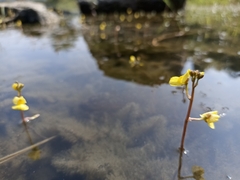 Utricularia gibba