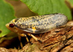 Ptyelus grossus