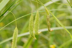 Carex fascicularis