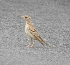 Calandrella dukhunensis