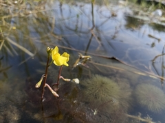 Utricularia gibba