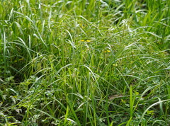 Carex fascicularis