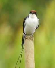 Hirundo smithii