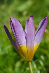 Tulipa saxatilis