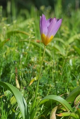 Tulipa saxatilis