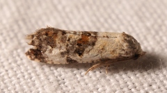 Neocochylis hybridella