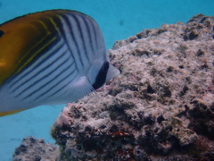 Chaetodon auriga