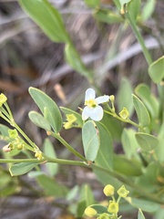 Montinia caryophyllacea