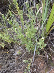 Montinia caryophyllacea
