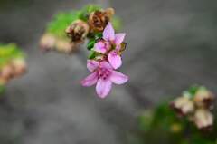 Adenandra rotundifolia