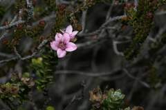Adenandra rotundifolia