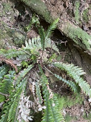 Blechnum chambersii