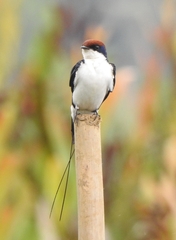 Hirundo smithii