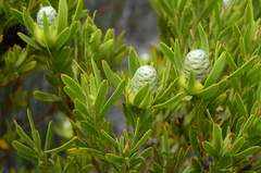 Leucadendron meridianum
