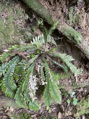 Blechnum chambersii