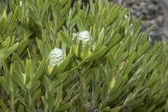 Leucadendron meridianum