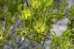 Leucadendron meridianum