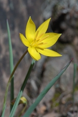 Tulipa sylvestris australis
