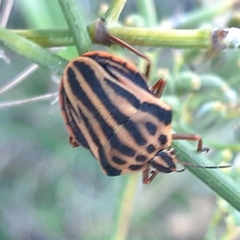 Graphosoma semipunctatum