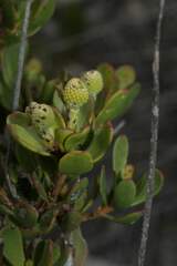 Leucadendron muirii