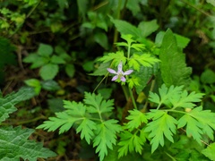 Delphinium anthriscifolium