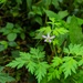 Delphinium anthriscifolium - Photo (c) yinzixu03, osa oikeuksista pidätetään (CC BY-NC), lähettänyt yinzixu03
