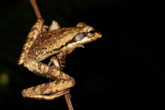Polypedates macrotis