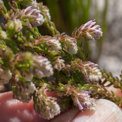 Erica labialis