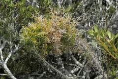 Asparagus mariae