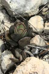 Adromischus caryophyllaceus