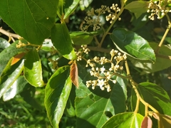 Commersonia bartramia