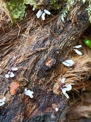 Stemonitopsis typhina