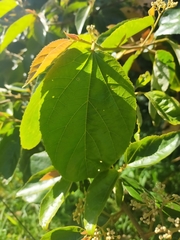 Commersonia bartramia