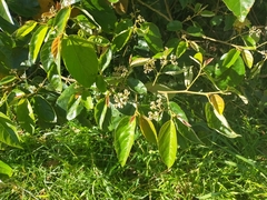 Commersonia bartramia