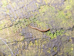 Rhynchodemus sylvaticus