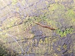 Rhynchodemus sylvaticus