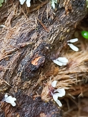 Stemonitopsis typhina